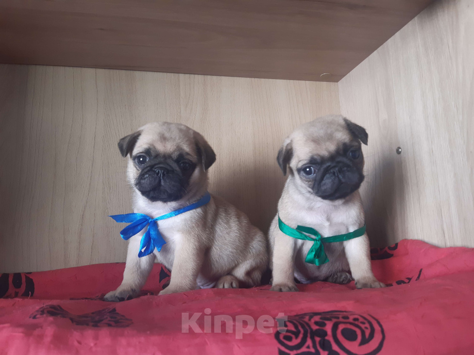 Собаки в Новосибирске: Мопсята ребята с документами РКФ Мальчик, 45 000 руб. - фото 1