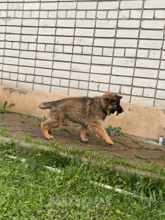 Собаки в Казани: Щенок длинношерстной немецкой овчарки Мальчик, Бесплатно - фото 2