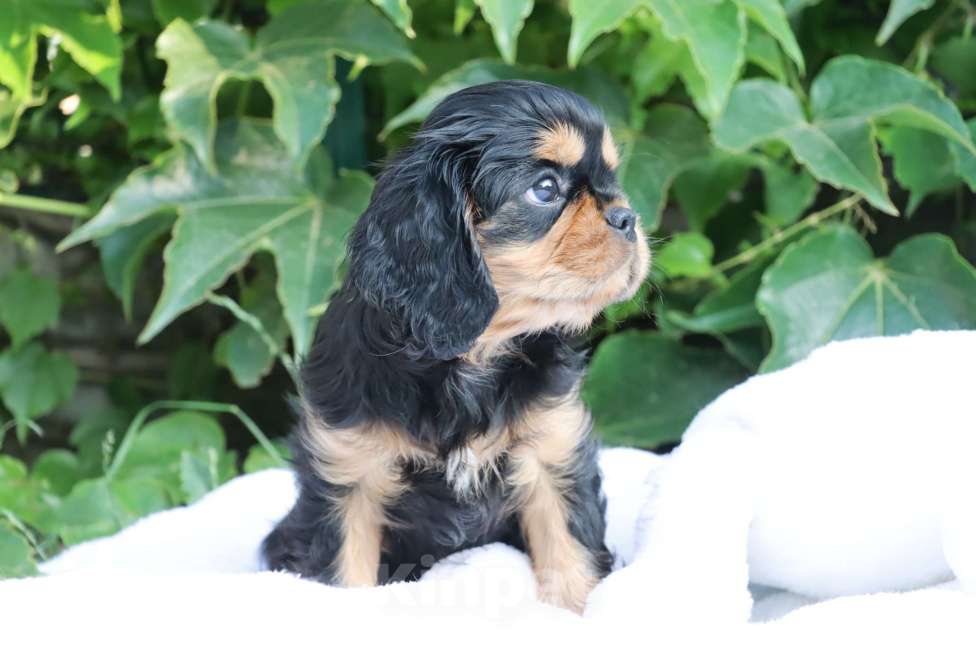 Собаки в Ростове-на-Дону: Мальчик Кавалер! Мальчик, Бесплатно - фото 2