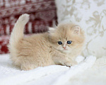 Кошки в Новосибирске: Ivory cy11 Девочка, Бесплатно - фото 2