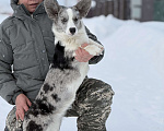 Собаки в Новосибирске: Корги девочка, доставка Девочка, 60 000 руб. - фото 1