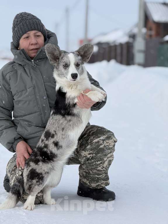 Собаки в Новосибирске: Корги девочка, доставка Девочка, 60 000 руб. - фото 1