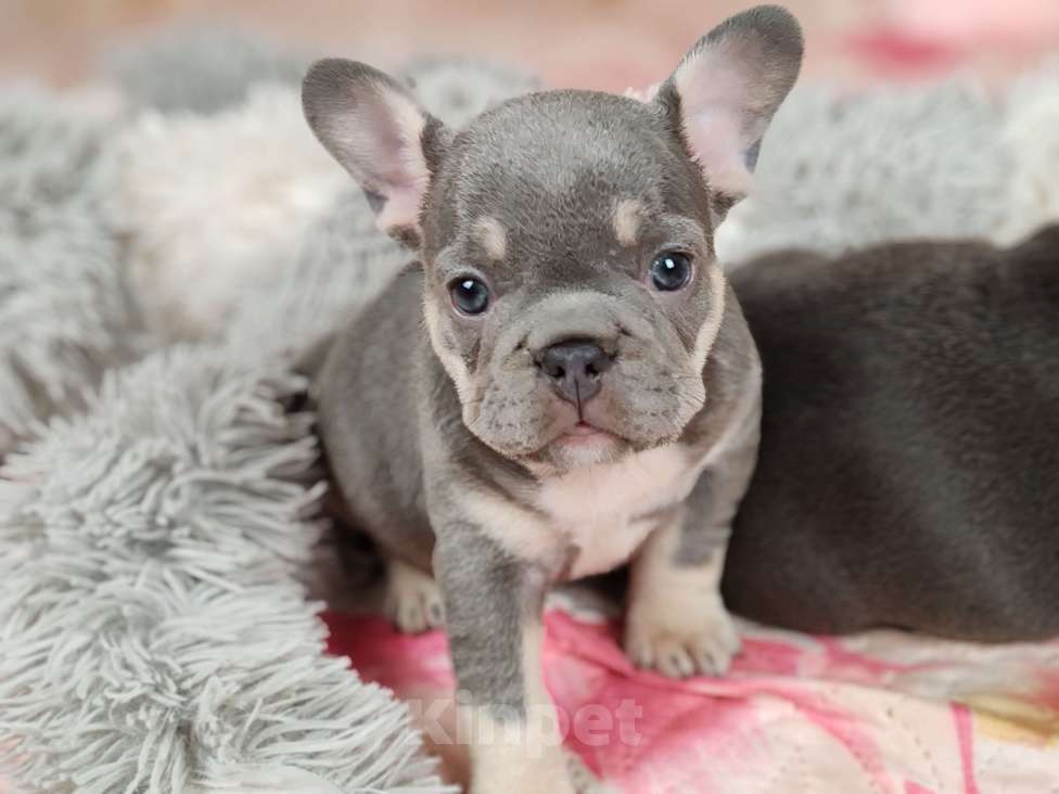 Собаки в Санкт-Петербурге: Шикарная голубая девочка Девочка, 70 000 руб. - фото 3