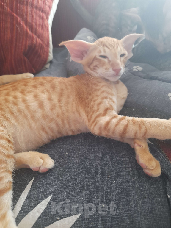 Кошки в Томске: Ориентальные котята Мальчик, 80 000 руб. - фото 2