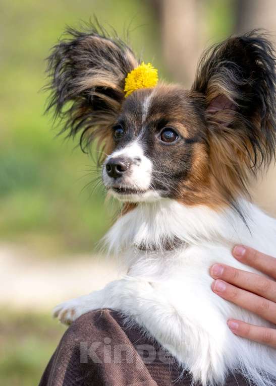 Собаки в Новороссийске: Продам щенка папийона (папильона) Мальчик, 40 000 руб. - фото 3