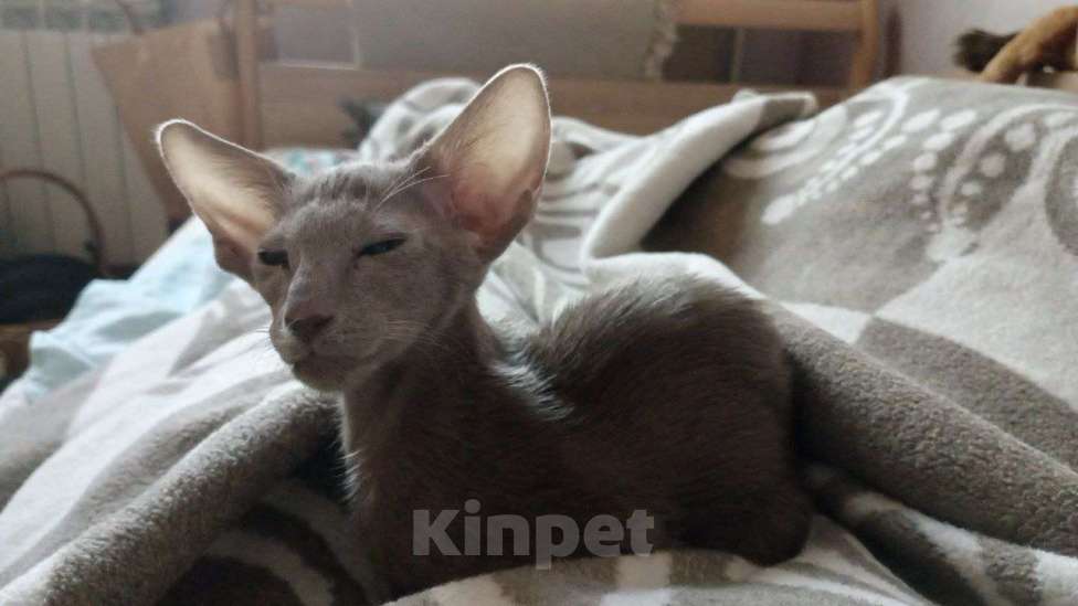 Кошки в Москве: Ориентальный котенок Мальчик, 55 000 руб. - фото 7