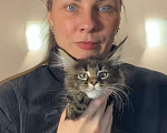 Кошки в Перми: Мейн-кун котёнок Девочка, 50 000 руб. - фото 3