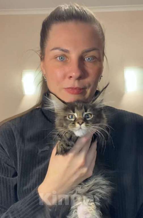 Кошки в Перми: Мейн-кун котёнок Девочка, 50 000 руб. - фото 3