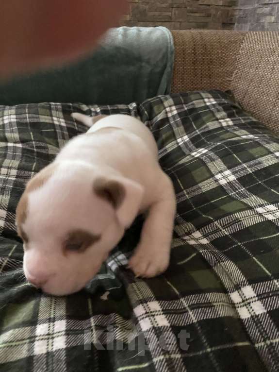 Собаки в Краснодаре: Американские Булли  Девочка, 60 000 руб. - фото 4