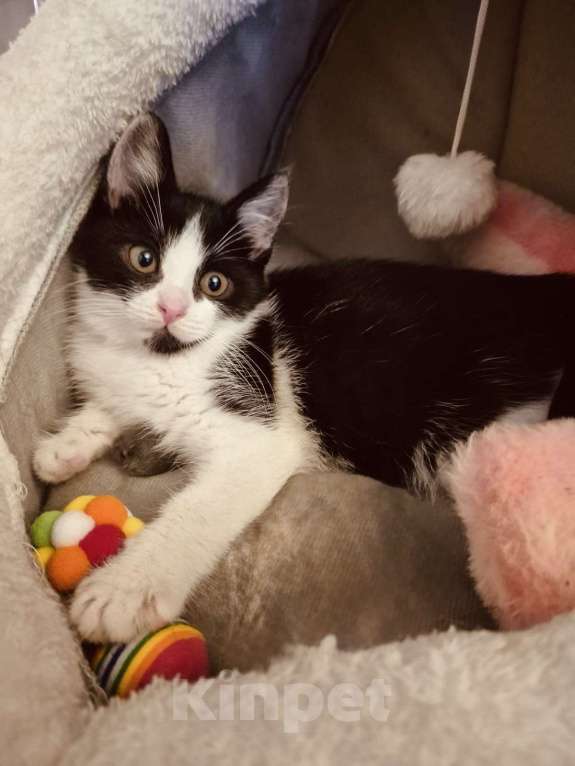 Кошки в Москве: Котенок в добрые руки Девочка, 10 руб. - фото 8