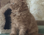 Кошки в Люберцах: Шотландские котята Девочка, Бесплатно - фото 8