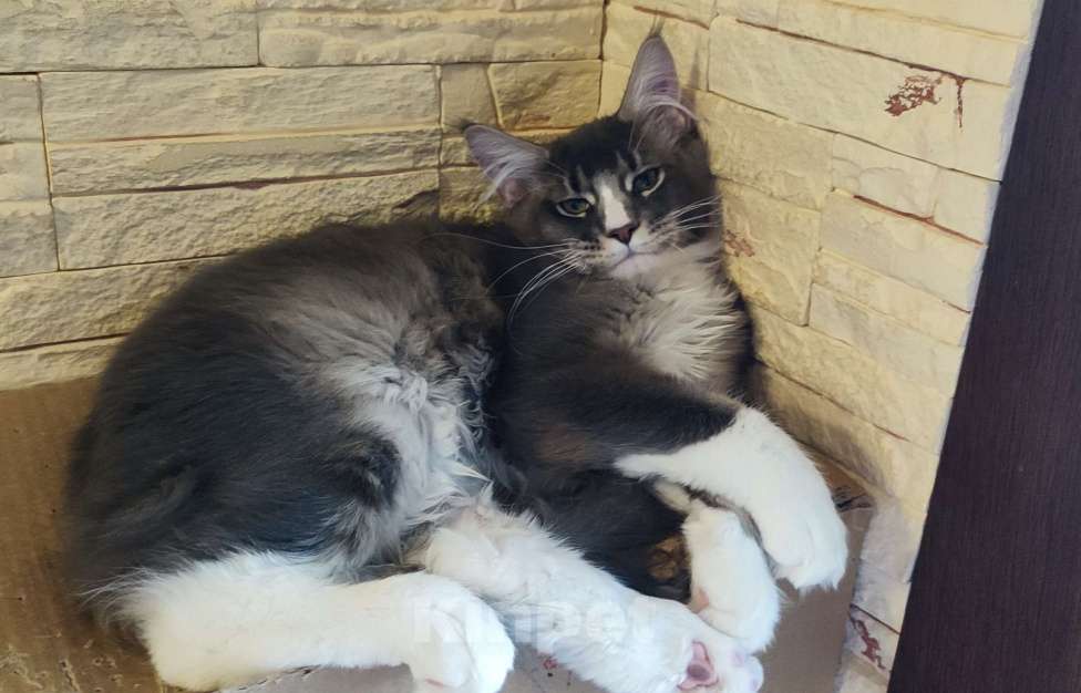 Кошки в других городах Московской области: Котенок мейн кун.  Мальчик, 45 000 руб. - фото 5