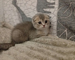 Кошки в Химках: Шотландский вислоухий мальчик, 2 месяца Мальчик, 15 000 руб. - фото 5