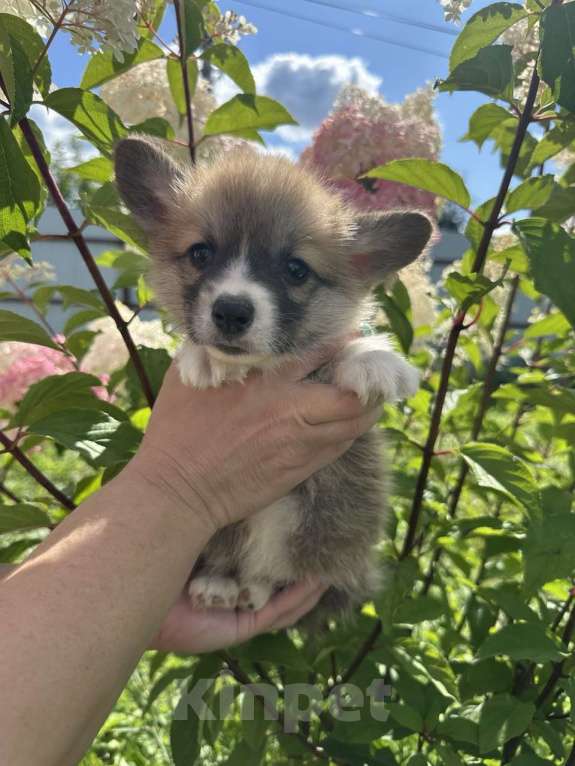 Собаки в Москве: Сладкий мальчик вельш корги пемброк  Мальчик, 65 000 руб. - фото 3