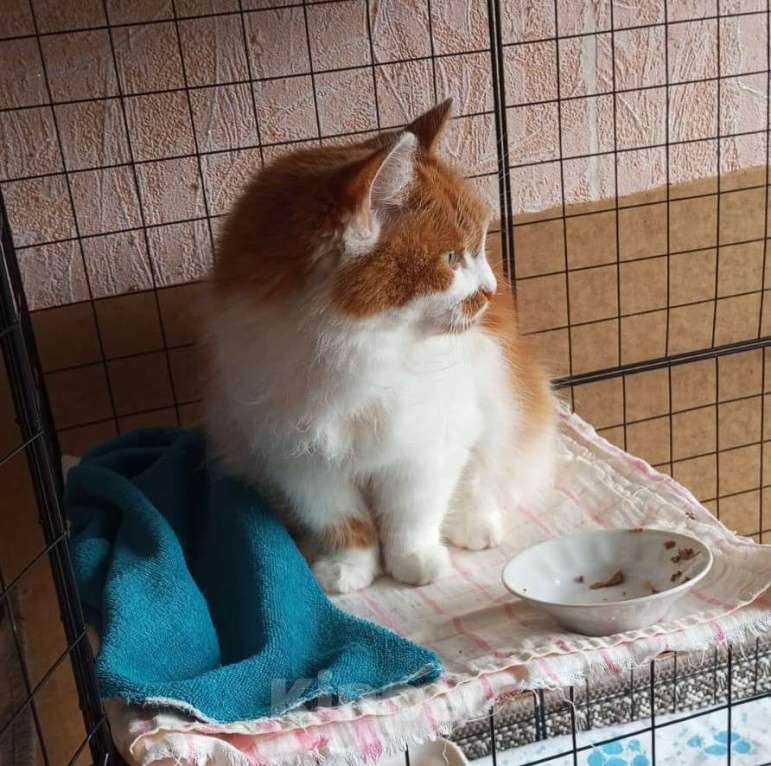 Кошки в Ногинске: Рыжая Маркиза хорошей хозяйке Девочка, Бесплатно - фото 2