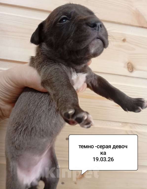 Собаки в других городах Московской области: Американский питбультерьер щенок девочка Девочка, 35 000 руб. - фото 4