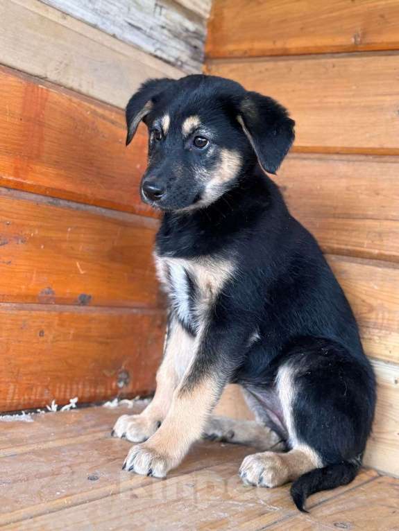 Собаки в Уфе: Щенок-девочкм Девочка, Бесплатно - фото 2