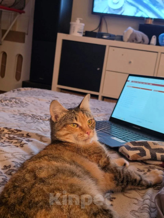 Кошки в Москве: Кошечка в любящие руки Девочка, Бесплатно - фото 4