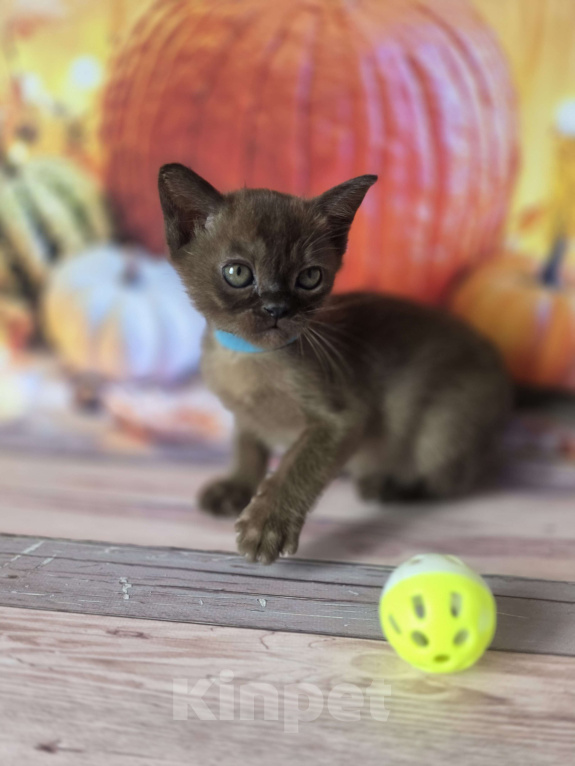 Кошки в других городах Ленинградской области: Бурманский котик Мальчик, 40 000 руб. - фото 2