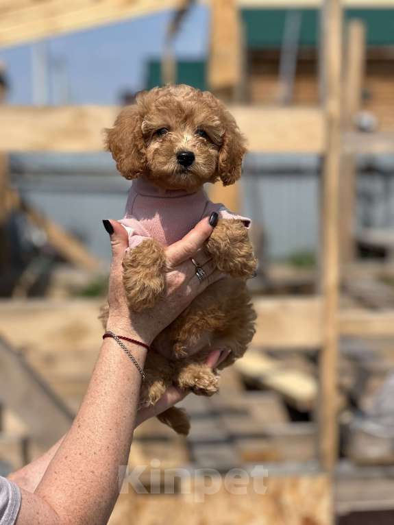 Собаки в Новосибирске: Щенок пуделя, доставка Мальчик, 50 000 руб. - фото 4