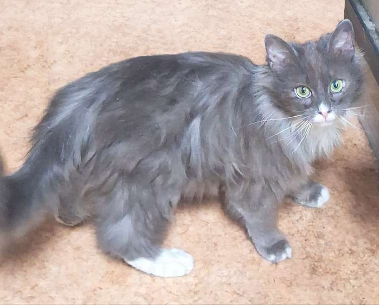 Кошки в Москве: Кошечка -котенок Агоша в добрые руки Девочка, 200 руб. - фото 1