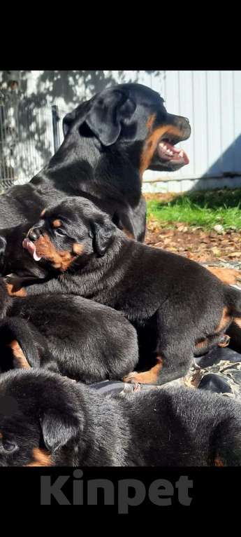 Собаки в Челябинске: Красивые щенки ротвейлера  Девочка, 15 руб. - фото 3