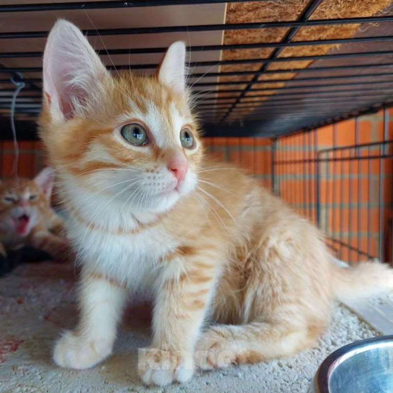 Кошки в Москве: Маленький Персик ищет маму Мальчик, Бесплатно - фото 5