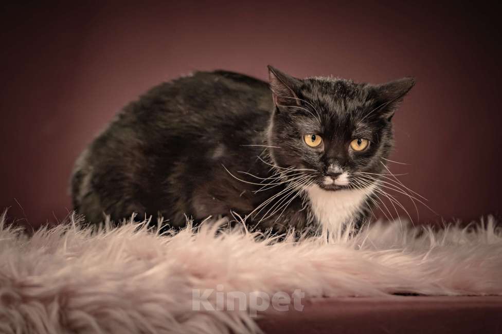 Кошки в Клине: Котюлька — очаровательная молодая кошечка Девочка, Бесплатно - фото 1