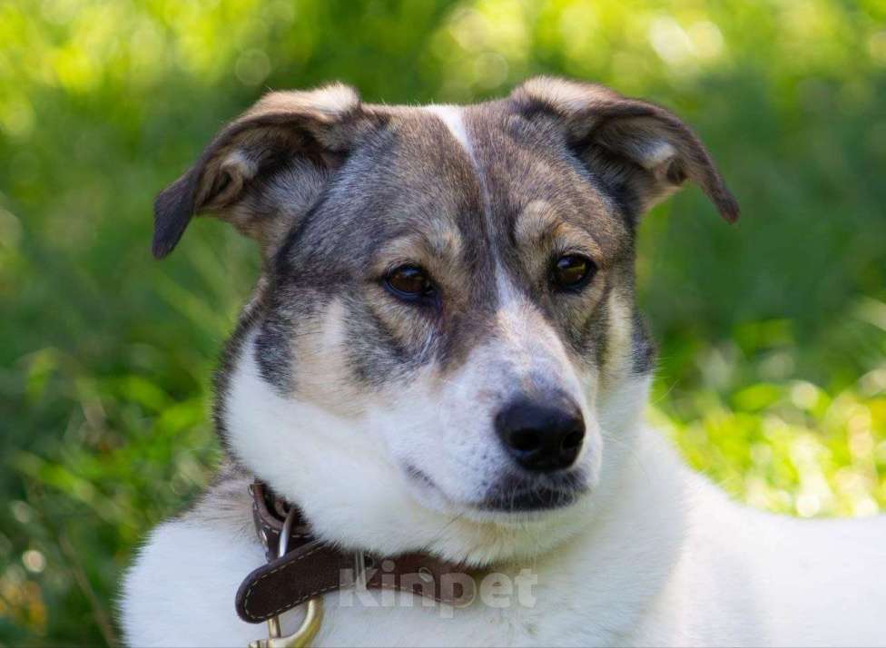 Собаки в Москве: Анита Девочка, Бесплатно - фото 7