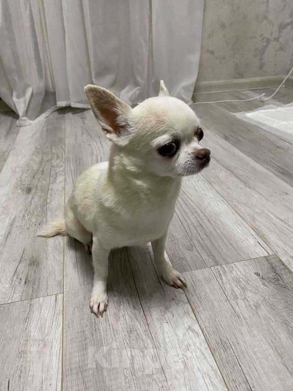 Собаки в Красногорске: Найдена собака Красногорск Девочка, Бесплатно - фото 2