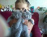 Кошки в Туле: Котята с документами!, 5 000 руб. - фото 2