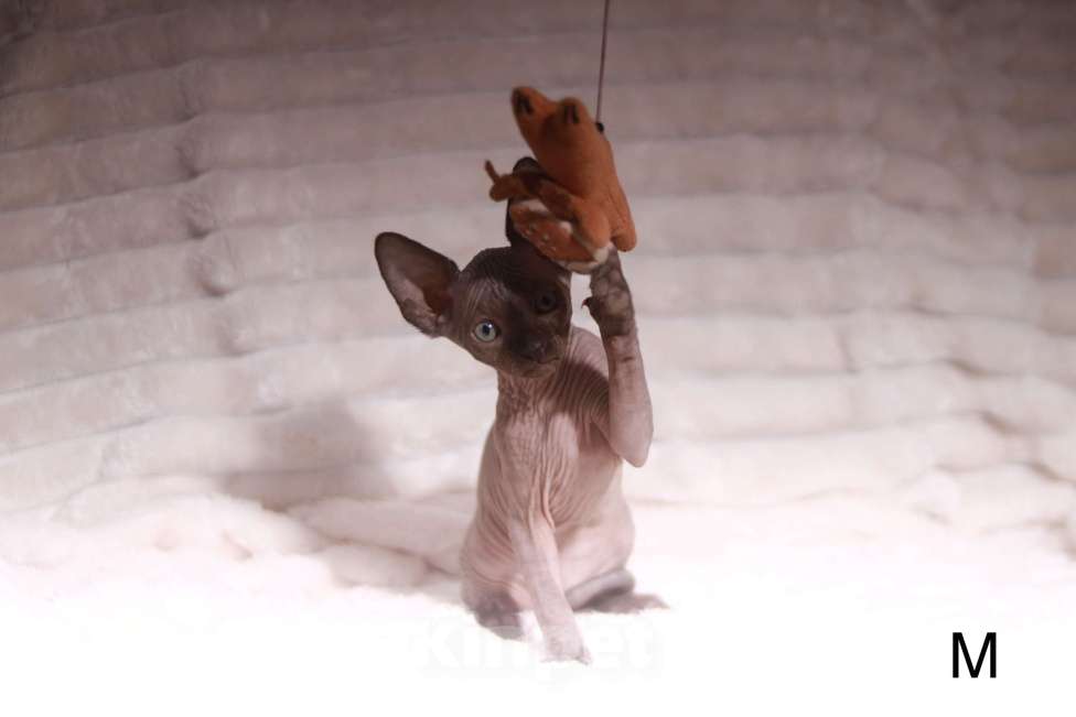 Кошки в других городах Московской области: Продаю котят канадского сфинкса Мальчик, 25 000 руб. - фото 7