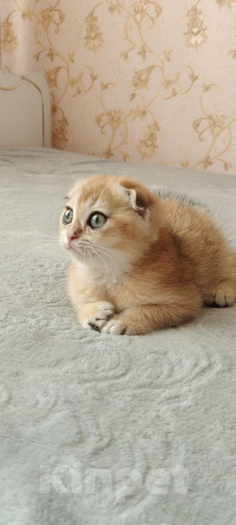 Кошки в Курганинске: Продаются шотландские котята Девочка, Бесплатно - фото 2