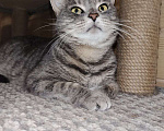 Кошки в Котельнике: Кошечка в добрые руки Девочка, Бесплатно - фото 2