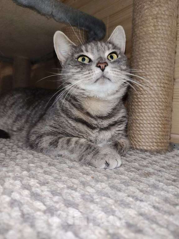 Кошки в Котельнике: Кошечка в добрые руки Девочка, Бесплатно - фото 2