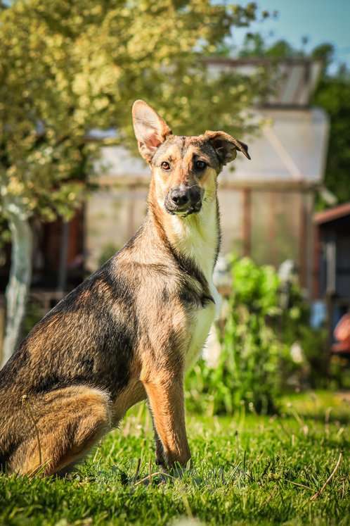 Собаки в Москве: Совершенно очаровательная и нежная девочка Шери ищет дом Девочка, 1 руб. - фото 5