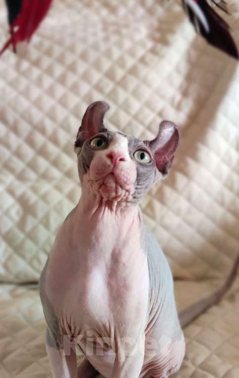 Кошки в других городах Краснодарского края: Эльф, канадский сфинкс, подросток  Мальчик, 30 000 руб. - фото 3