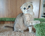 Кошки в Клине: Вислоухий котик Мальчик, 15 000 руб. - фото 1