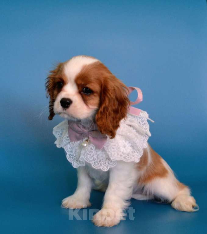 Собаки в Куровском: Девочка Бленхейм Девочка, 85 000 руб. - фото 3