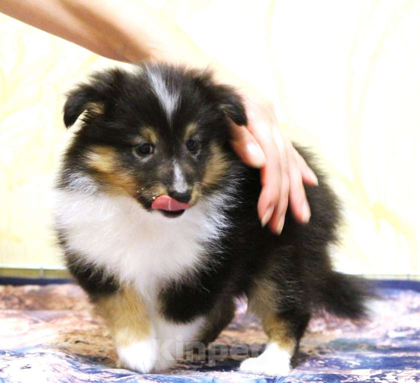 Собаки в Вологде: Очаровательная сука шелти Девочка, Бесплатно - фото 7