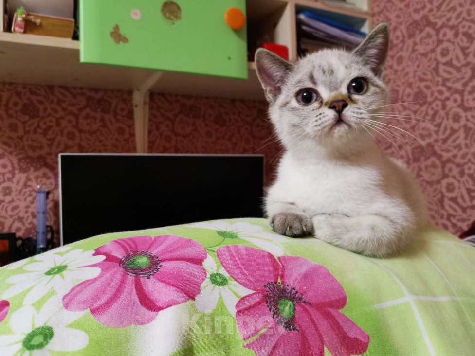Кошки в Москве: Шотландский котёнок Девочка Мальчик  Девочка, 10 000 руб. - фото 2