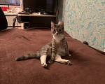 Кошки в Москве: отдаю кошку в добрые руки Девочка, 1 руб. - фото 2