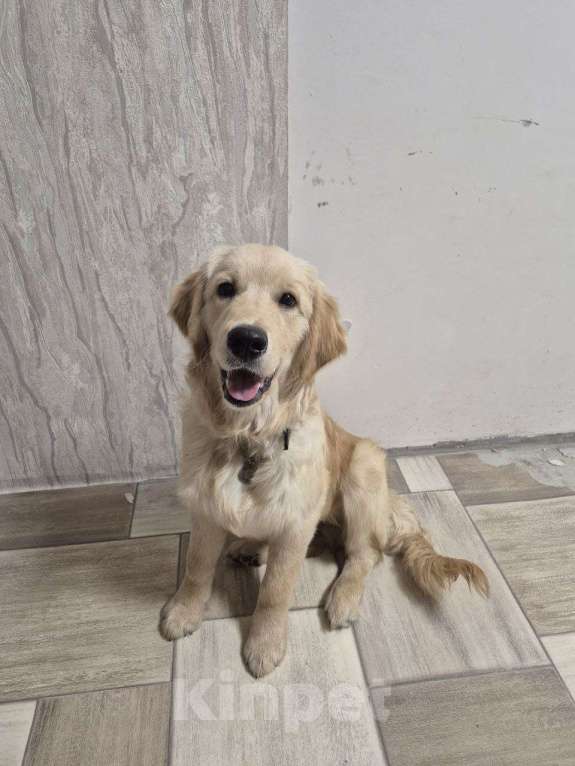 Собаки в Нижнем Новгороде: Золотистый ретривер щенок  Мальчик, 50 000 руб. - фото 4