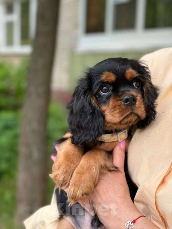 Собаки в Обнинске: Щенок Кавалер Кинг Чарльз Спаниель Мальчик, 80 000 руб. - фото 3