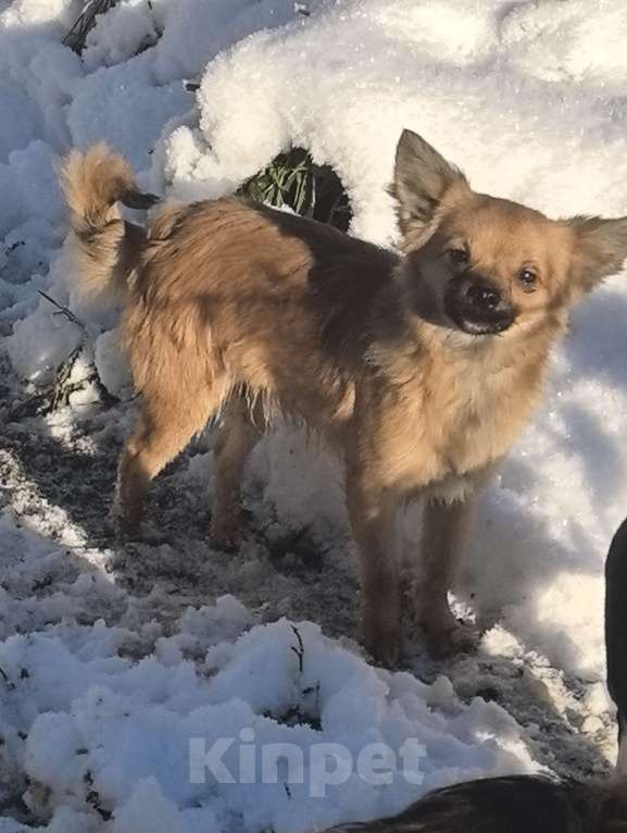 Собаки в Москве: Той терьерчик стандарт дш Мальчик, 1 000 руб. - фото 1