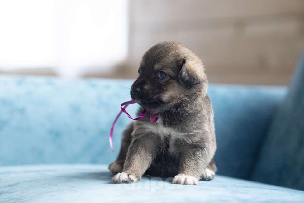 Собаки в Москве: Машенька ищет дом Девочка, Бесплатно - фото 2