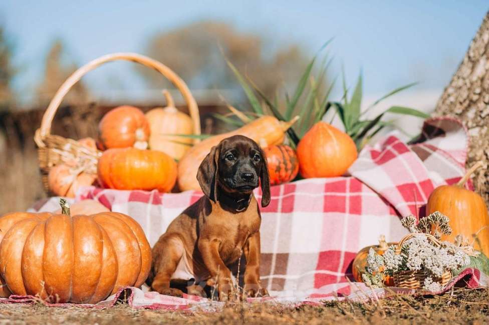 Собаки в Москве: Щенки Баварской горной гончей Мальчик, 75 000 руб. - фото 3