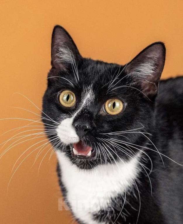 Кошки в Москве: Ищете друга своей кошке или коту? Наш идеальный кот Антонио ждет вас! Мальчик, 1 руб. - фото 4