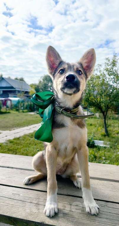 Собаки в Москве: Щенок размером с кошку Девочка, Бесплатно - фото 4