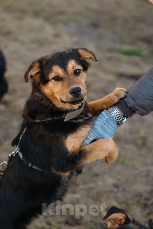 Собаки в Санкт-Петербурге: Щенок Джой из приюта в добрые руки Мальчик, Бесплатно - фото 5